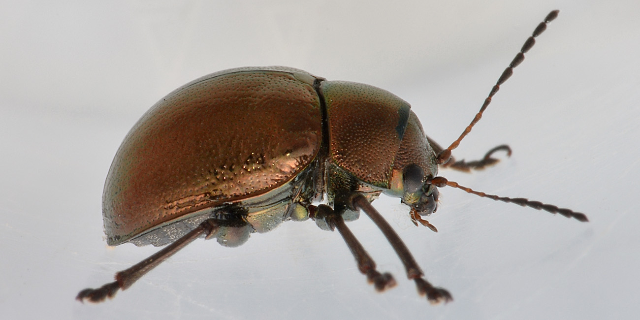 Chrysomelidae: Colasposoma dauricum